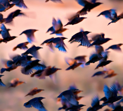Audience Migration in Context